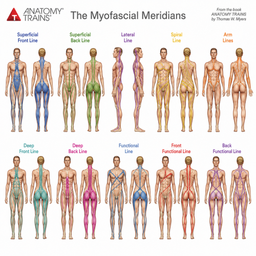 Anatomy Fascial Lines thumbnail