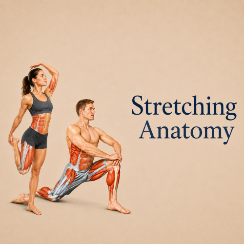 Stretching Anatomy thumbnail
